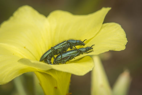 Psilothrix viridicoerulea Psilothrix viridicoerulea Psilothrix viridcoeruleus,Psilothrix viridicoerulea