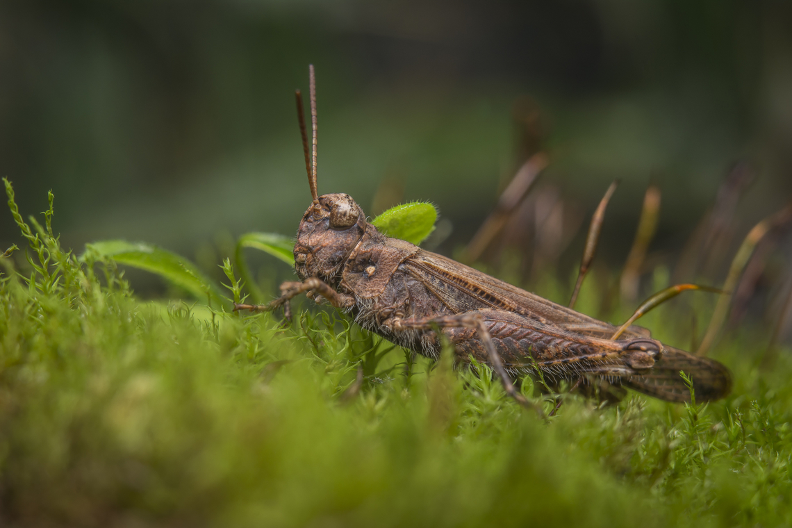 Acrotylus insubricus Acrotylus insubricus<br />
<br />
Frontal view:<br />
<figure class="photo"><a href="https://www.jungledragon.com/image/147568/acrotylus_insubricus.html" title="Acrotylus insubricus"><img src="https://s3.amazonaws.com/media.jungledragon.com/images/2527/147568_thumb.jpg?AWSAccessKeyId=05GMT0V3GWVNE7GGM1R2&Expires=1767225610&Signature=logl6Gof4Efq%2Fkqg3TuZdGSHRlQ%3D" width="200" height="134" alt="Acrotylus insubricus Acrotylus insubricus<br />
<br />
Lateral view:<br />
https://www.jungledragon.com/image/147567/acrotylus_insubricus.html Acrotylus insubricus,Common Digging Grasshopper,acrididae,biodiversity,caelifera,insecta,insects,orthoptera,winter" /></a></figure><br />
 Acrotylus insubricus,Common Digging Grasshopper,acrididae,biodiversity,caelifera,insecta,insects,orthoptera,winter