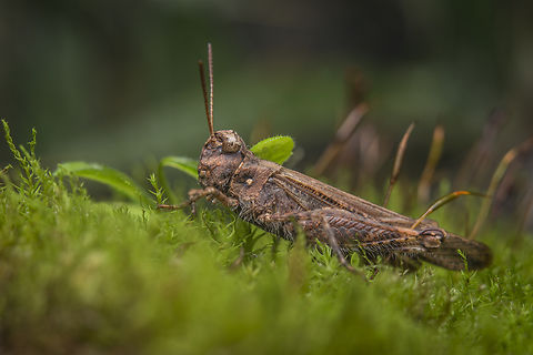 Acrotylus insubricus Acrotylus insubricus

Frontal view:
https://www.jungledragon.com/image/147568/acrotylus_insubricus.html
 Acrotylus insubricus,Common Digging Grasshopper,acrididae,biodiversity,caelifera,insecta,insects,orthoptera,winter