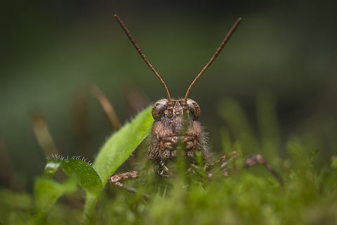 Acrotylus insubricus Acrotylus insubricus

Lateral view:
https://www.jungledragon.com/image/147567/acrotylus_insubricus.html Acrotylus insubricus,Common Digging Grasshopper,acrididae,biodiversity,caelifera,insecta,insects,orthoptera,winter