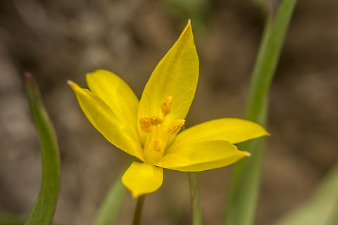 Tulipa sylvestris Tulipa sylvestris,
autochthonous in the portuguese territory. Liliaceae,Liliales,Plantae,Tulipa sylvestris,Wild Tulip,biodiversity,flora,plants,wild flower,winter