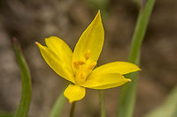 Tulipa sylvestris Tulipa sylvestris,<br />
autochthonous in the portuguese territory. Liliaceae,Liliales,Plantae,Tulipa sylvestris,Wild Tulip,biodiversity,flora,plants,wild flower,winter