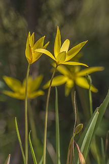 Tulipa sylvestris Tulipa sylvestris,
autochthonous in the portuguese territory. Liliaceae,Liliales,Plantae,Tulipa sylvestris,Wild Tulip,biodiversity,flora,plants,wild flower,winter