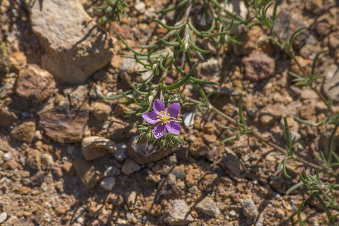 Spergularia purpurea Spergularia purpurea Spergularia purpurea