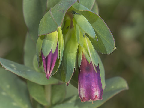 Cerinthe major Cerinthe major Angiospermae,Boraginaceae,Boraginales,Cerinthe major,Eudicots,biodiveristy,flowers,plant,plantae,spring,wildflowers