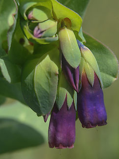 Cerinthe major Cerinthe major Angiospermae,Boraginaceae,Boraginales,Cerinthe major,Eudicots,biodiveristy,flowers,plant,plantae,spring,wildflowers