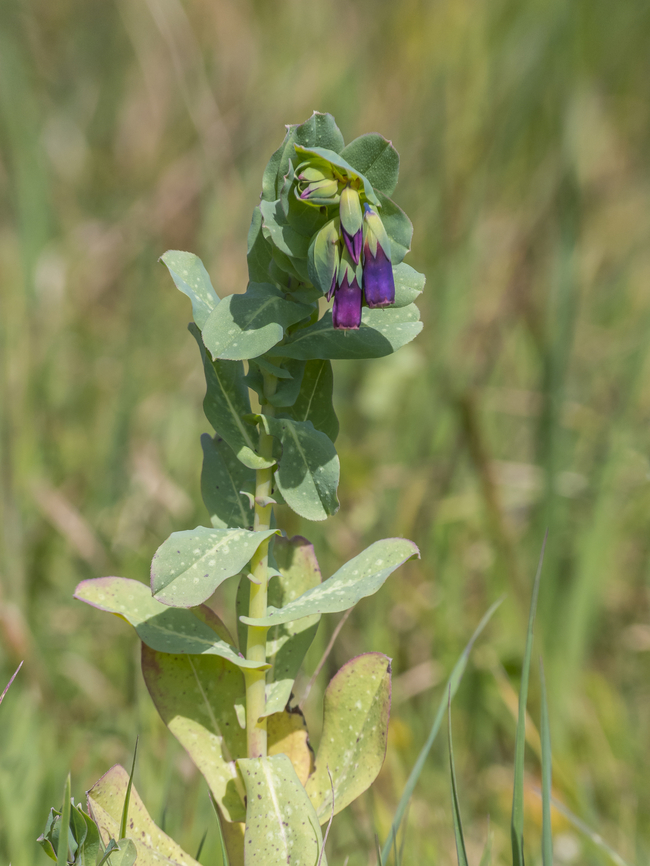 Cerinthe major Cerinthe major Angiospermae,Boraginaceae,Boraginales,Cerinthe major,Eudicots,biodiveristy,flowers,plant,plantae,spring,wildflowers
