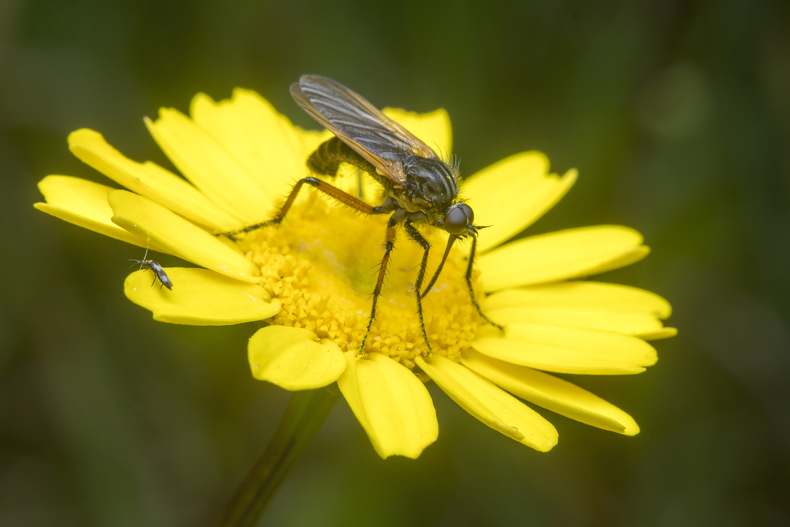 Empis tessellata Empis tessellata<br />
in the company of a small Thysanoptera on the left side of the image, Aeolothrips sp. Aeolothrips,Brachycera,Diptera,Empididae,Empidinae,Empis,Empis tessellata,Euempis,Hanging Fly,Insecta,Thysanoptera