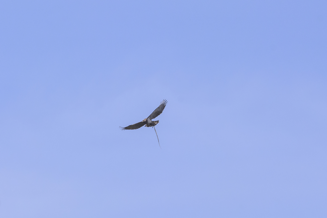 Circaetus gallicus Circaetus gallicus carrying lunch Accipitridae,Accipitriformes,Circaetus gallicus,Short-toed Snake Eagle,birds,eagle,winter