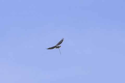 Circaetus gallicus Circaetus gallicus carrying lunch Accipitridae,Accipitriformes,Circaetus gallicus,Short-toed Snake Eagle,birds,eagle,winter