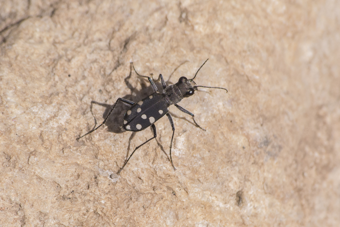 Cassolaia maura Cassolaia maura Cassolaia maura,Cicindelinae,Tiger Beetle,adephaga,biodiversity,carabidae,coleoptera,insecta,insects,spring