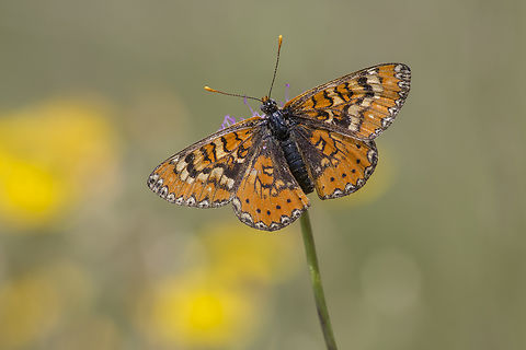 Spanish Fritillary