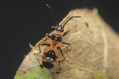 Horvathiolus gibbicollis Horvathiolus gibbicollis Horvathiolus gibbicollis,Seed Bug,biodiversity,hemiptera,heteroptera,insecta,insects,lygaeidae,lygaeinae