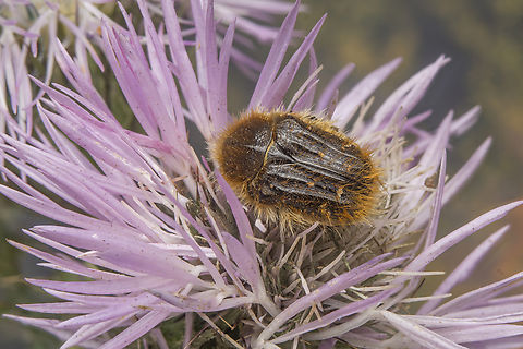 Tropinota squalida Tropinota squalida Tropinota squalida