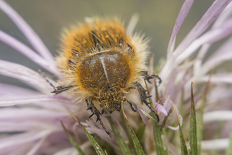 Tropinota squalida Tropinota squalida Tropinota squalida
