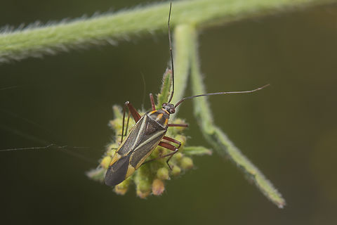 Hadrodemus m-flavum Hadrodemus m-flavum Hadrodemus m-flavum,arthropoda,biodiversity,hemiptera,heteroptera,insects,miridae,mirinae,miroidea,spring