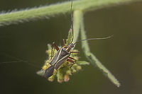 Hadrodemus m-flavum Hadrodemus m-flavum Hadrodemus m-flavum,arthropoda,biodiversity,hemiptera,heteroptera,insects,miridae,mirinae,miroidea,spring