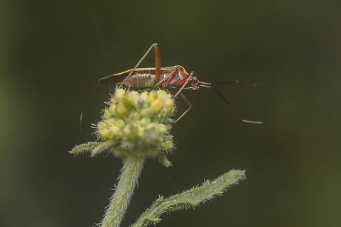 Hadrodemus m-flavum Hadrodemus m-flavum Hadrodemus m-flavum,arthropoda,biodiversity,hemiptera,heteroptera,insects,miridae,mirinae,miroidea,spring