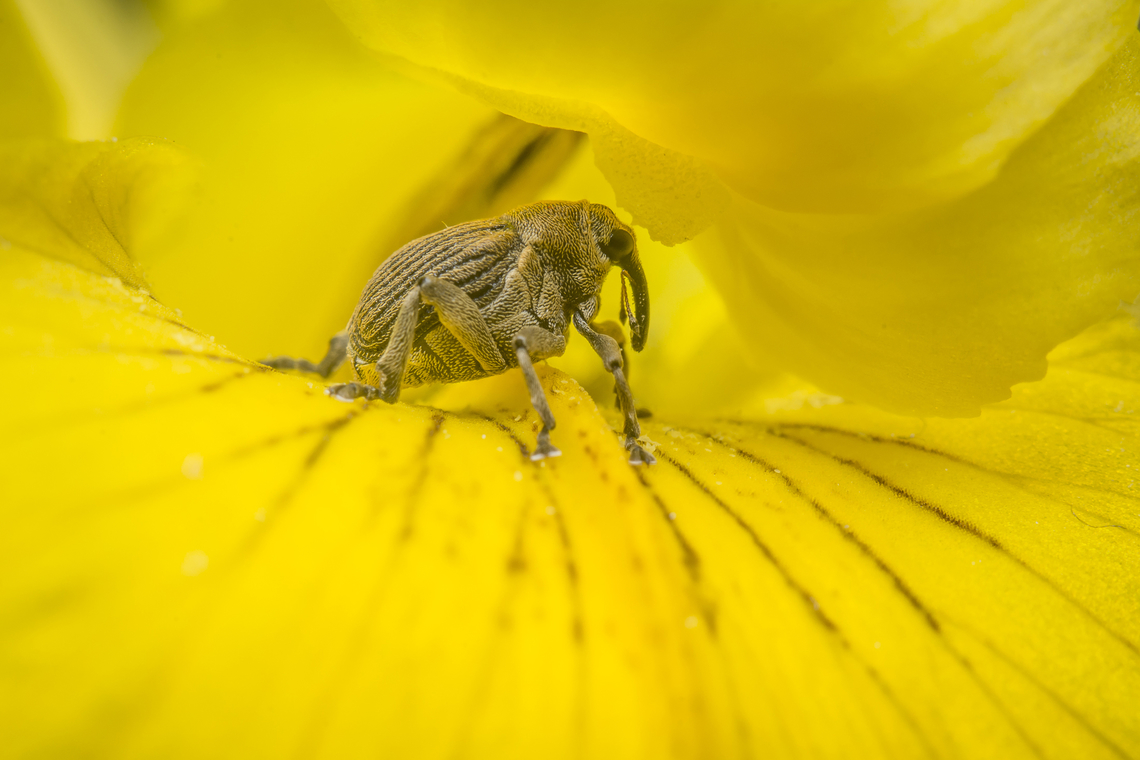 Mononychus punctumalbum Mononychus punctumalbum, lateral view. <br />
on Iris pseudacorus (<a href="https://www.jungledragon.com/image/148729/iris_pseudacorus.html)" rel="nofollow">https://www.jungledragon.com/image/148729/iris_pseudacorus.html)</a> Ceutorhynchinae,Iris weevil,Mononychus punctumalbum,beetle,biodiversity,coleoptera,curculionidae,polyphaga,spring