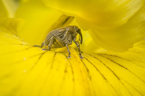 Mononychus punctumalbum Mononychus punctumalbum, lateral view. 
on Iris pseudacorus (https://www.jungledragon.com/image/148729/iris_pseudacorus.html) Ceutorhynchinae,Iris weevil,Mononychus punctumalbum,beetle,biodiversity,coleoptera,curculionidae,polyphaga,spring