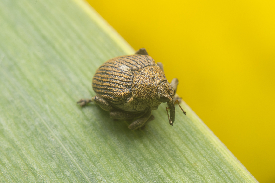 Mononychus punctumalbum Mononychus punctumalbum, dorsal view.<br />
on Iris pseudacorus (<a href="https://www.jungledragon.com/image/148729/iris_pseudacorus.html)" rel="nofollow">https://www.jungledragon.com/image/148729/iris_pseudacorus.html)</a> Ceutorhynchinae,Iris weevil,Mononychus punctumalbum,beetle,biodiversity,coleoptera,curculionidae,polyphaga,spring