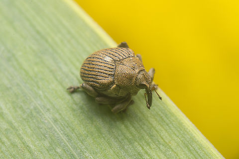 Mononychus punctumalbum Mononychus punctumalbum, dorsal view.
on Iris pseudacorus (https://www.jungledragon.com/image/148729/iris_pseudacorus.html) Ceutorhynchinae,Iris weevil,Mononychus punctumalbum,beetle,biodiversity,coleoptera,curculionidae,polyphaga,spring