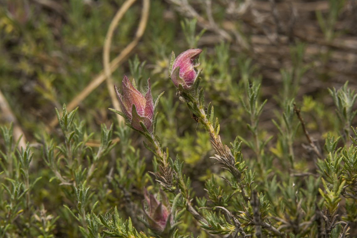 Thymus lotocephalus Thymus lotocephalus Thymus  lotocephalus,Thymus lotocephalus