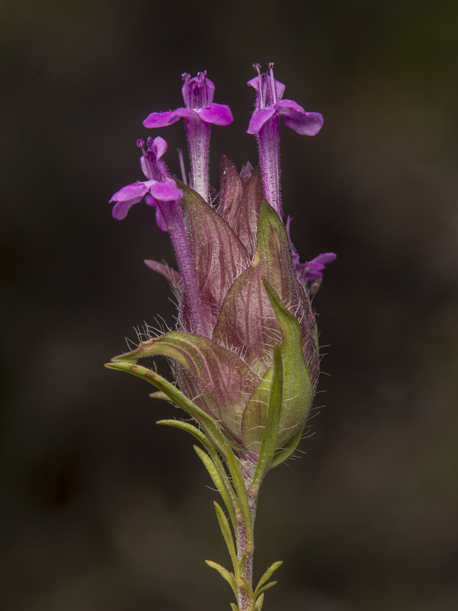 Thymus lotocephalus Thymus lotocephalus Thymus  lotocephalus,Thymus lotocephalus