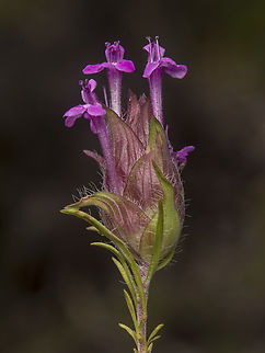 Thymus lotocephalus Thymus lotocephalus Thymus  lotocephalus,Thymus lotocephalus