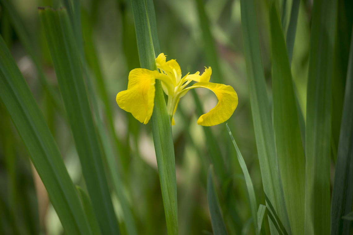 Iris pseudacorus Iris pseudacorus Iris pseudacorus,Yellow flag