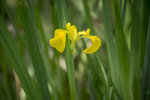 Iris pseudacorus Iris pseudacorus Iris pseudacorus,Yellow flag