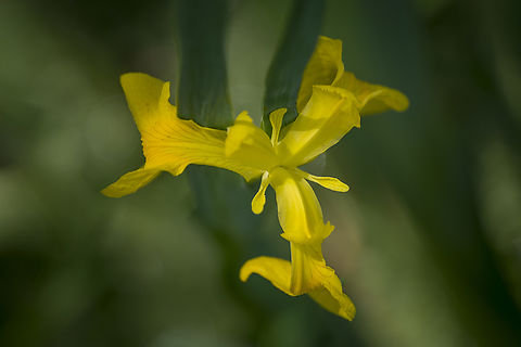Iris pseudacorus Iris pseudacorus Iris pseudacorus,Yellow flag