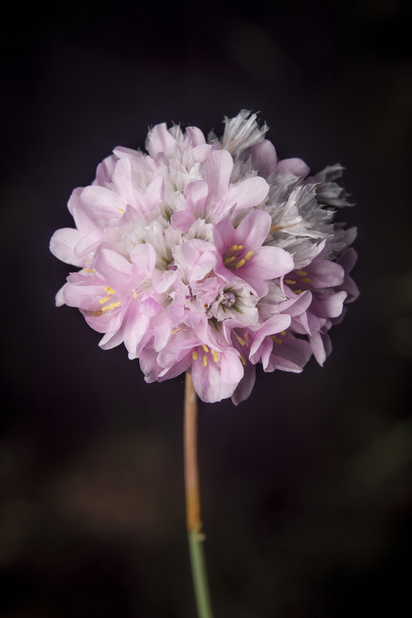 Armeria macrophylla Armeria macrophylla Armeria macrophylla