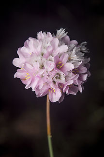 Armeria macrophylla Armeria macrophylla Armeria macrophylla