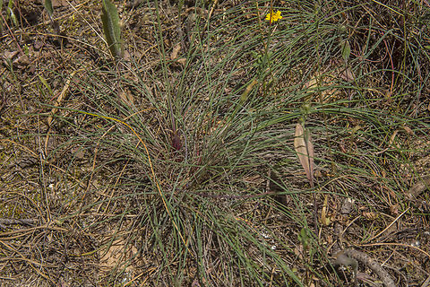 Armeria macrophylla Armeria macrophylla Armeria macrophylla