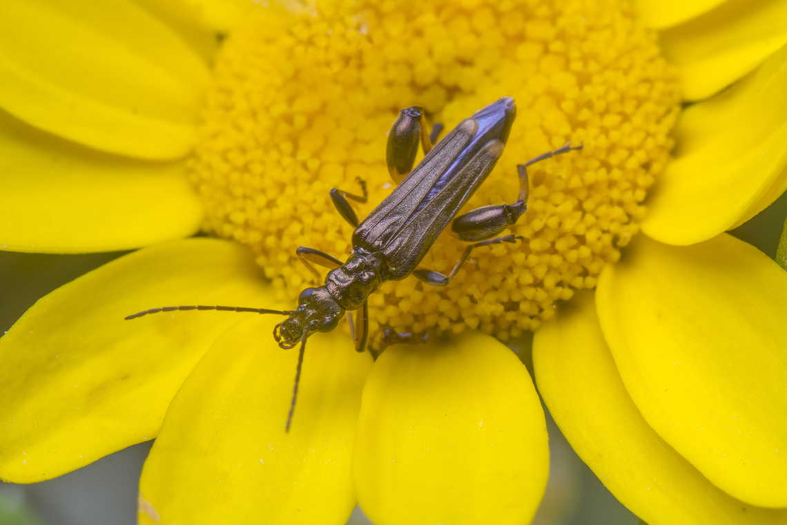 Oedemera barbara Oedemera barbara, male. Dorsal view.<br />
<br />
Female Oedemera barbara, lateral view, here:<br />
<figure class="photo"><a href="https://www.jungledragon.com/image/121299/oedemera_barbara.html" title="Oedemera Barbara"><img src="https://s3.amazonaws.com/media.jungledragon.com/images/5939/121299_thumb.jpg?AWSAccessKeyId=05GMT0V3GWVNE7GGM1R2&Expires=1767225610&Signature=thLfZN8L2W9ObmAvmazciHsdPME%3D" width="122" height="152" alt="Oedemera Barbara Oedemera barbara, female, lateral view.<br />
<br />
This little friend was on a metal fence having his morning sun bath. Inaturalist identifies it has Oedemera Barbara, but I can&#039;t find the Barbara kind in here to make the identification.  Europe,Geotagged,Macro,Oedemera,Oedemera Barbara,Portugal,Spring,insect" /></a></figure> Oedemera Barbara,Oedemerinae,Tenebrionoidea,arthropoda,beetle,biodiversity,coleoptera,insecta,insects,oedemeridae,polyphaga