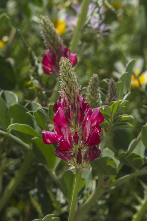 Hedysarum coronarium Hedysarum coronarium  Sulla coronaria