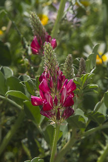 Hedysarum coronarium Hedysarum coronarium  Sulla coronaria