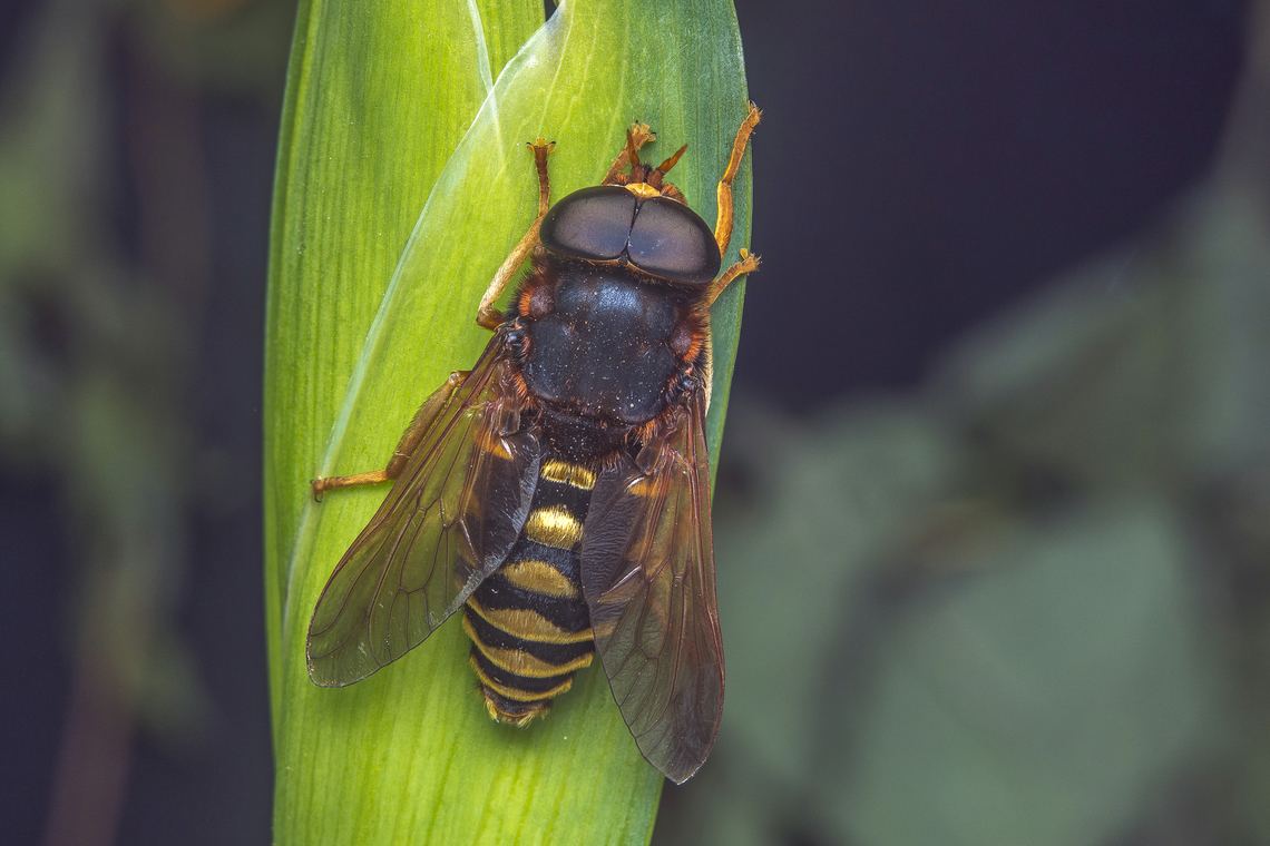Tabanus barbarus Tabanus barbarus<br />
EXIF: 21 photos stack, rendered in Helicon Focus Arthropoda,Tabanus barbarus,biodiversity,brachycera,diptera,insecta,insects,spring,tabanidae