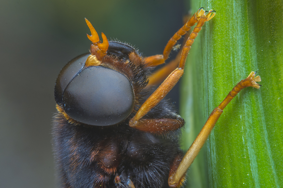Tabanus barbarus Tabanus barbarus<br />
Latero frontal head detail.<br />
EXIF: 19 stacked photos, rendered in Helicon Focus Arthropoda,Tabanus barbarus,biodiversity,brachycera,diptera,insecta,insects,spring,tabanidae