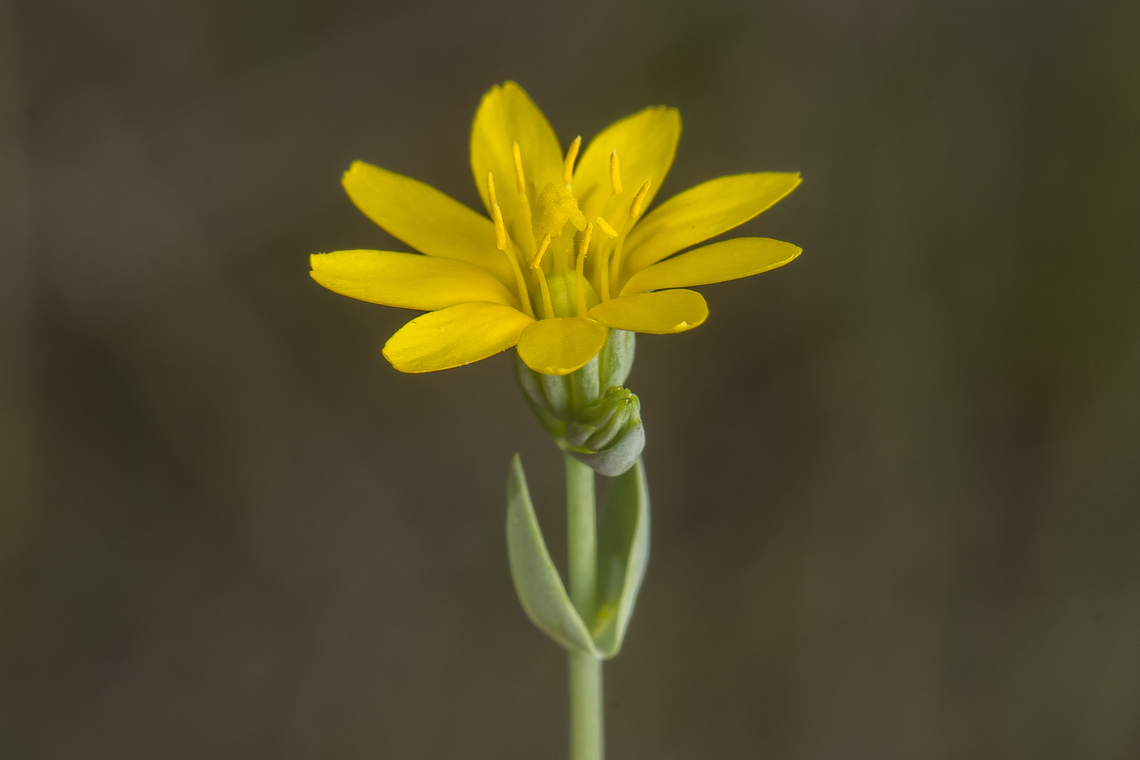 Blackstonia acuminata Blackstonia acuminata Blackstonia acuminata,Gentianaceae,Gentianales,biodiversity,plantae,spring,wild flower,wild plants