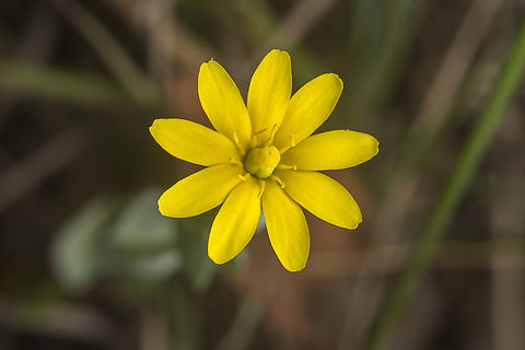 Blackstonia acuminata Blackstonia acuminata Blackstonia acuminata,Gentianaceae,Gentianales,biodiversity,plantae,spring,wild flower,wild plants