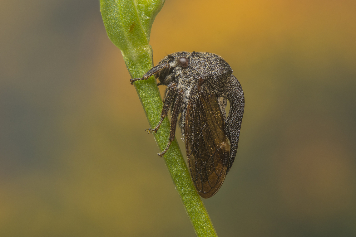 Centrotus cornutus Centrotus cornutus<br />
12x photo stack Auchenorrhyncha,Centrotus cornutus,Leafhopper,Treehopper,biodiversity,bugs,hemiptera,membracidae,spring