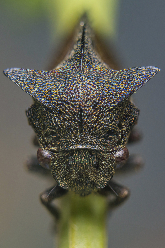 Centrotus cornutus Centrotus cornutus<br />
120mm extension, mounted on 55mm f.2, flash<br />
3x photo stack Centrotus cornutus