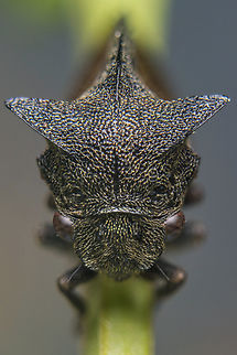 Centrotus cornutus Centrotus cornutus
120mm extension, mounted on 55mm f.2, flash
3x photo stack Centrotus cornutus
