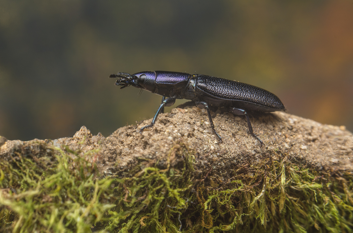 Temnoscheila caerulea Temnoscheila caerulea Temnoscheila caerulea,Trogossitidae,arthropoda,beetles,biodiversity,cleroidea,coleoptera,insecta,insects,polyphaga,summer