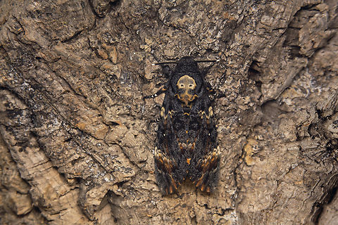 Acherontia atropos Acherontia atropos,
adult female. Acherontia atropos,Death's-head Hawk moth,biodiversity,heterocera,hexapoda,insecta,insects,lepidoptera,macro,moth,moth week 2018,silence of the lambs,sphingidae