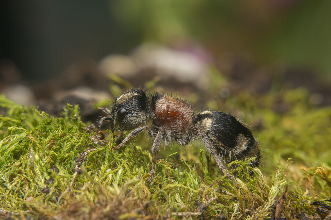 Ronisia barbarula Ronisia barbarula<br />
Dorso lateral view:<br />
<figure class="photo"><a href="https://www.jungledragon.com/image/149108/ronisia_barbarula.html" title="Ronisia barbarula"><img src="https://s3.amazonaws.com/media.jungledragon.com/images/2527/149108_thumb.jpg?AWSAccessKeyId=05GMT0V3GWVNE7GGM1R2&Expires=1767225610&Signature=FyvSTk8HN93JwSq19JatNeqWDSM%3D" width="200" height="134" alt="Ronisia barbarula Ronisia barbarula, female.<br />
Lateral view:<br />
https://www.jungledragon.com/image/149107/ronisia_barbarula.html<br />
 Mutillidae,Ronisia barbarula,Vespoidea,Wasp,apocrita,biodiversity,hymenoptera,insecta,insects,spring" /></a></figure> Mutillidae,Ronisia barbarula,Vespoidea,Wasp,apocrita,biodiversity,hymenoptera,insecta,insects,spring,wasps