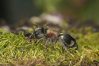 Ronisia barbarula Ronisia barbarula<br />
Dorso lateral view:<br />
https://www.jungledragon.com/image/149108/ronisia_barbarula.html Mutillidae,Ronisia barbarula,Vespoidea,Wasp,apocrita,biodiversity,hymenoptera,insecta,insects,spring,wasps