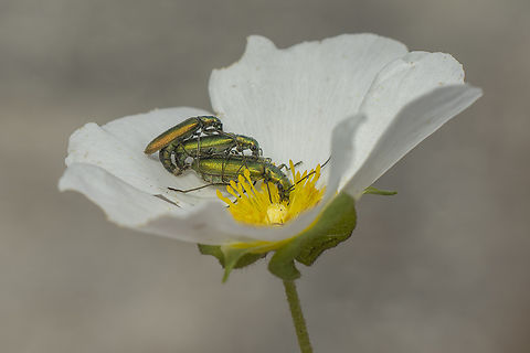 Chrysanthia superba Chrysanthia superba Chrysanthia superba,Ditylini,Nacerdinae,Oedemeridae,Tenebrionoidea,biodiversity,coleoptera,insecta,insects,polyphaga